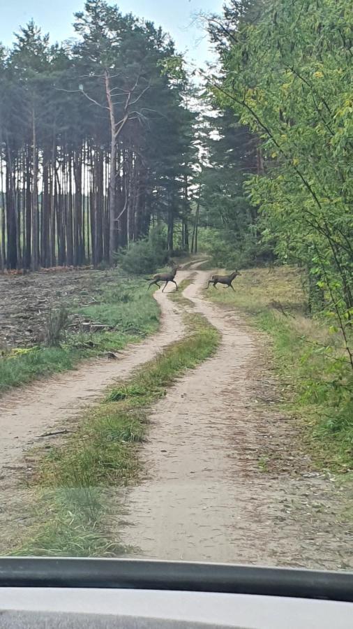Domki Przy Obrze Skwierzyna Exteriér fotografie